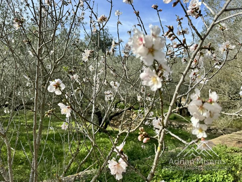 Foto d981e70d-261f-4560-9c73-0babce769acf. Finca rústica a Aldea (L´)