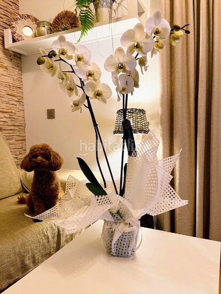Foto 52566390-e850-4aed-b3dd-4378c4ba2cd0. Apartament amb piscina a Centro Alcázares (Los)