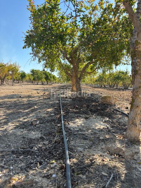 Foto 578fba57-cccc-41e9-85ca-4b9faa19da23. Casa a Valverde Elche / Elx