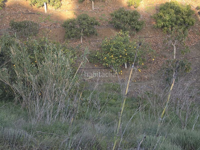 Foto adda1cde-02ec-47dc-a741-c35d3302e012. Finca rústica a calle arroyo 15 a Norte - Barrio del Pilar - El Reñidero Vélez - Málaga