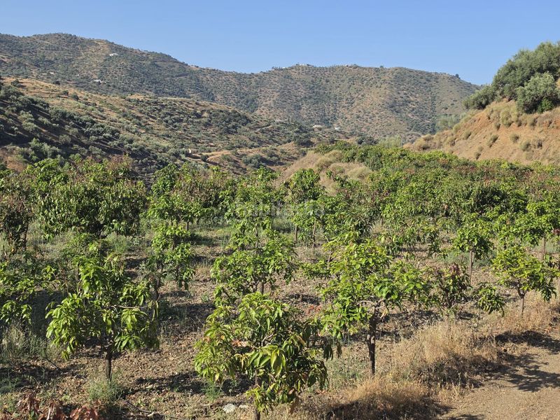 Foto cccbe363-82a5-4d77-8242-aebc52e8547b. Finca rústica a Centro Histórico Vélez - Málaga