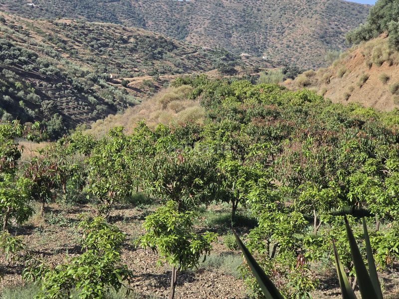 Foto f1e87860-cb57-4c3d-8440-74982b7ce031. Finca rústica a Centro Histórico Vélez - Málaga