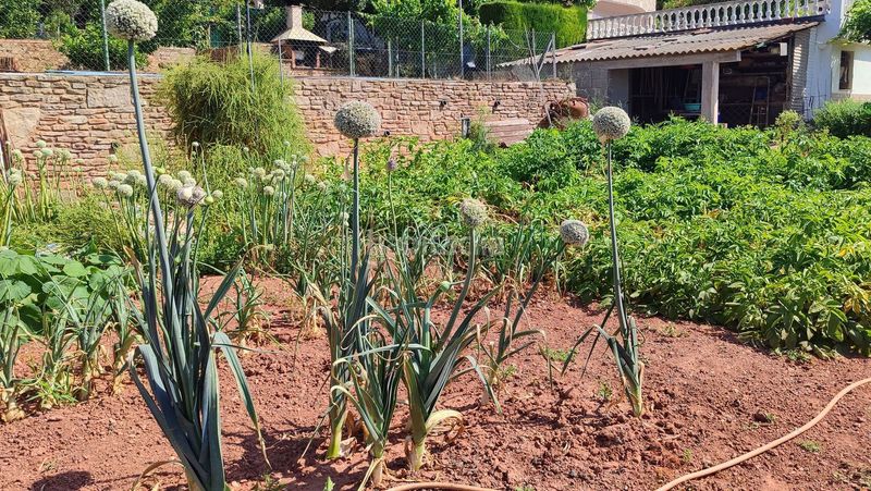 Foto 7413e1a3-2770-4287-8bba-770318b7fde5. Finca rústica en Corbera de Llobregat