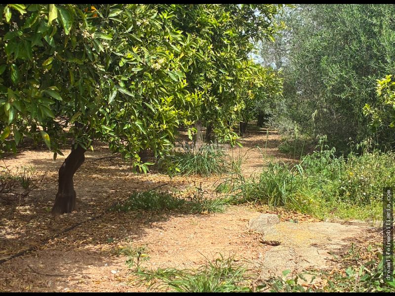 Foto 8045ba4f-1ac3-4c92-a50a-ff2ecb8d36e7. Terreny residencial a Playa-Ben Afeli Almazora / Almassora