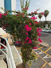 Estudio en Avenida j.m. galv�n bello 38. Estudio con un dormitorio