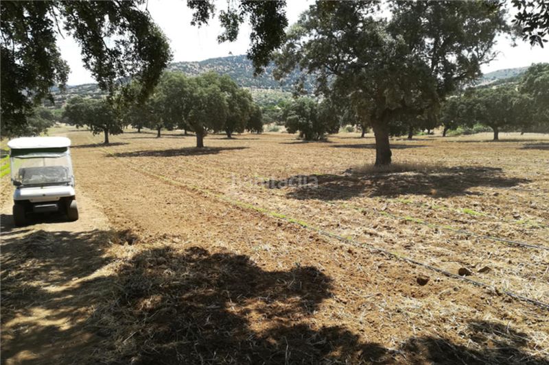 Foto 429f7128-285a-4101-b9ea-601ffad2758e. Finca rústica a Centro Córdoba