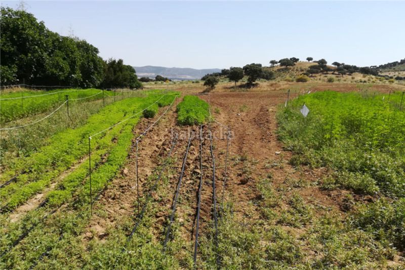 Foto ca7cce52-242e-4934-ba5c-aad66794e542. Finca rústica a Centro Córdoba