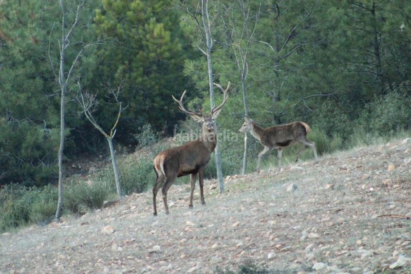 Foto 25a0189d-718d-41ed-b66d-af92faeedf6b. Finca rústica a Casco Antiguo Cáceres