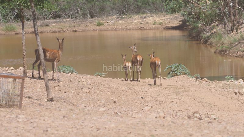 Foto 39bfb762-e9e8-4166-8619-16d22fec44b4. Finca rústica a Casco Antiguo Cáceres