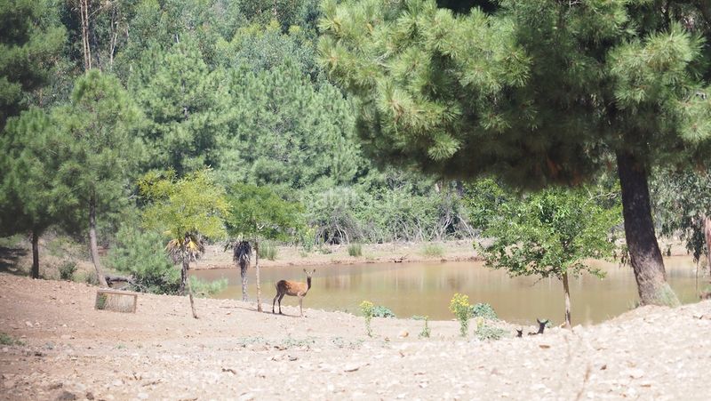 Foto 4727f760-8c56-4629-84fc-cc0039623698. Finca rústica a Casco Antiguo Cáceres
