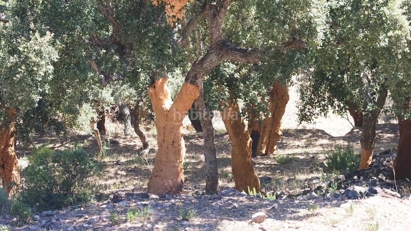 Foto 55993e37-93f1-46b4-b9ca-5f441373a226. Finca rústica a Casco Antiguo Cáceres