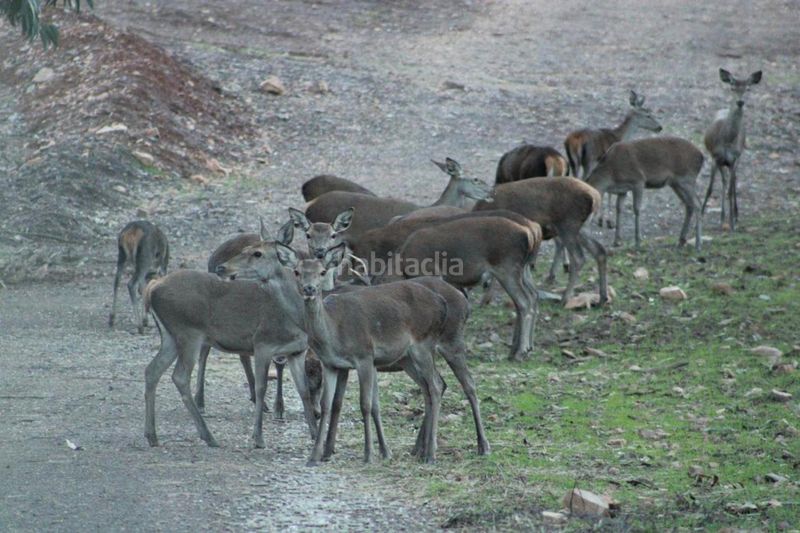 Foto bd38db8a-9326-41a8-ba29-f88bef9f29b4. Finca rústica a Casco Antiguo Cáceres
