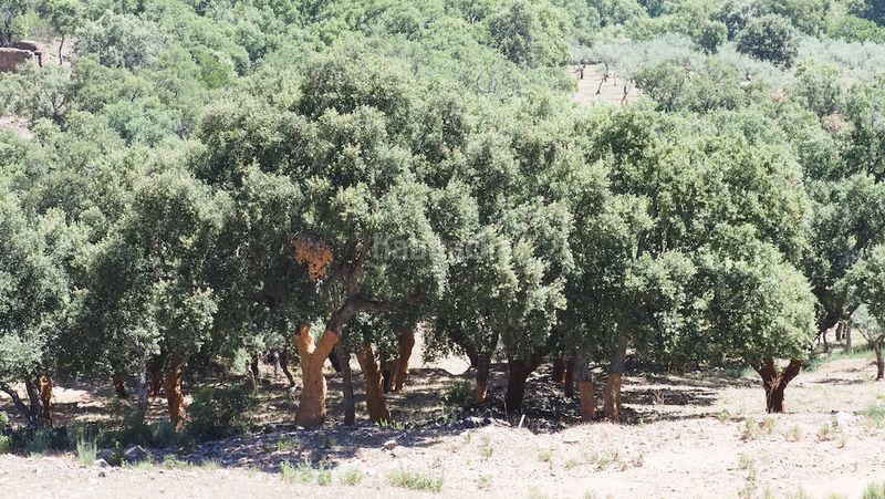 Foto bf326089-ee2f-42c2-a826-f1732e201e82. Finca rústica a Casco Antiguo Cáceres