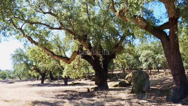 Foto e781edaa-bbbe-4a52-9b0c-7b64388e0160. Finca rústica a Casco Antiguo Cáceres