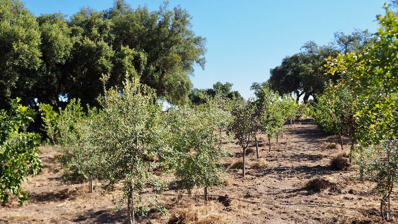 Foto f8c1d7fe-7b9b-4ba3-918e-828dd4aa047a. Finca rústica a Casco Antiguo Cáceres
