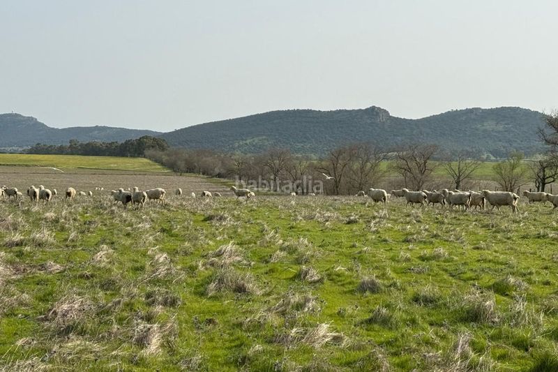 Foto 37cfd7b3-13bd-4543-a8be-d4ce589a4c66. Finca rústica a Casco Antiguo Cáceres
