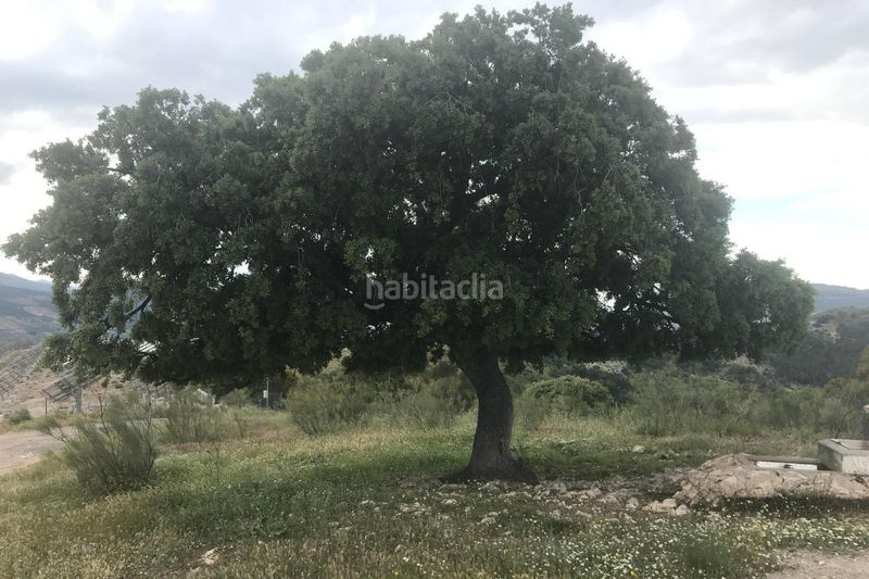 Foto 40893644-ff5d-49f4-af0c-a3053252bae4. Finca rústica a Avda de Madrid - Pº de la Estación Jaén