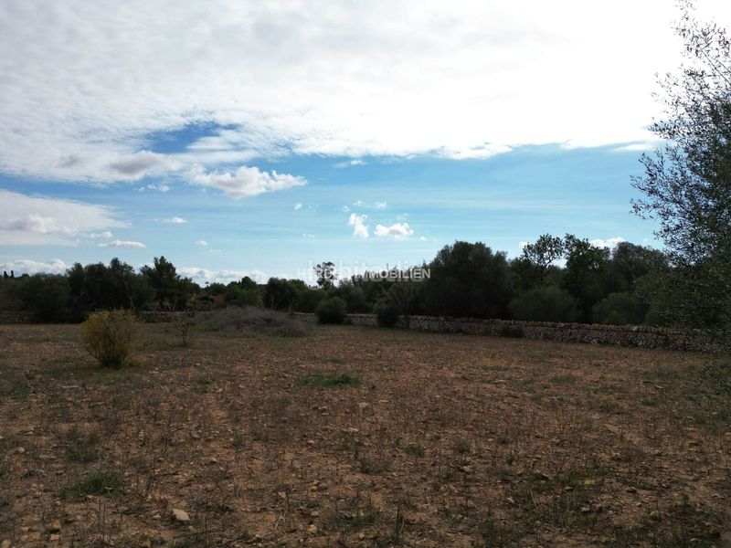 Foto 164714d0-ecfc-4567-bba8-8c6f04709f11. Terreno residencial terreno edificable en venta en Llucmajor