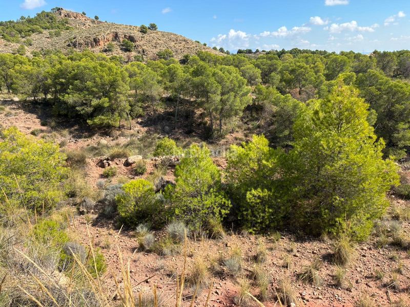Foto 723dd238-9595-4a17-ba6a-d849649b1ad8. Casa ¡descubre tu refugio en el campo! en Aledo