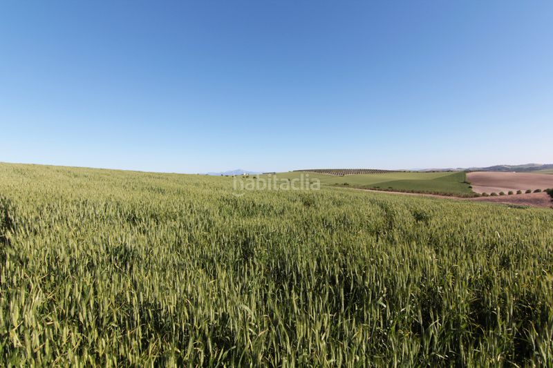 Foto 17adf0ec-2c80-4079-b352-54da0647d680. Finca rústica a Pedanías Sur Utrera