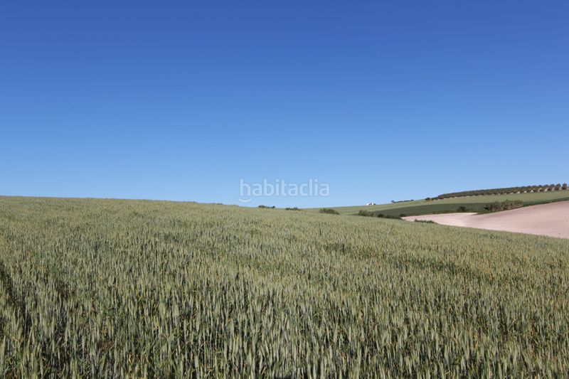 Foto 8bdbda56-a17f-4555-ae4a-e10994ecc2c0. Finca rústica a Pedanías Sur Utrera