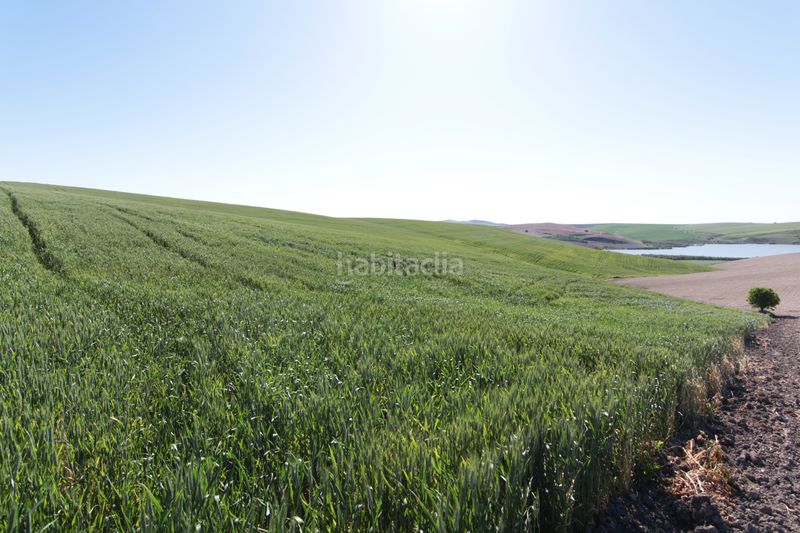 Foto 9f27f209-f765-45b7-92cf-24ddf9e14181. Finca rústica a Pedanías Sur Utrera