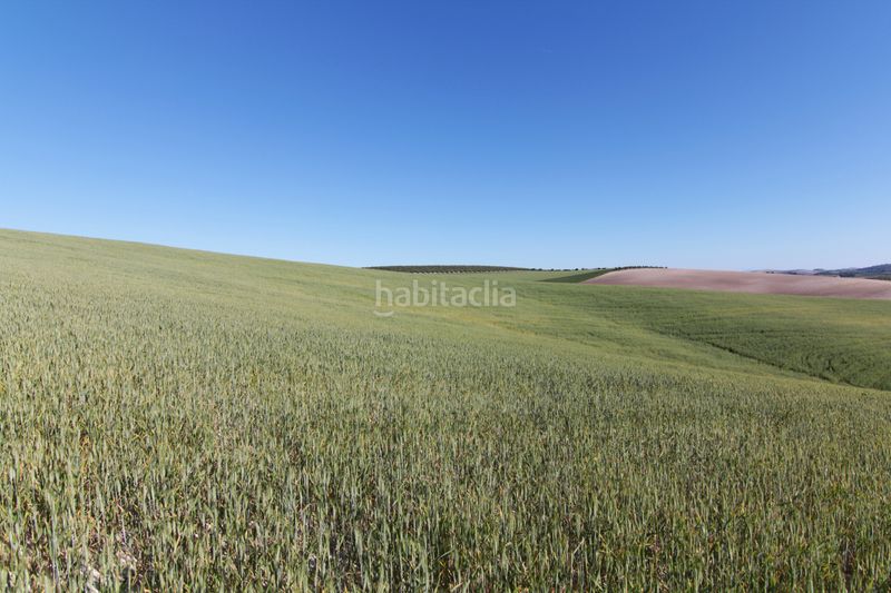 Foto dd24f3dc-dfef-44d8-80d0-5b8987dd7283. Finca rústica a Pedanías Sur Utrera