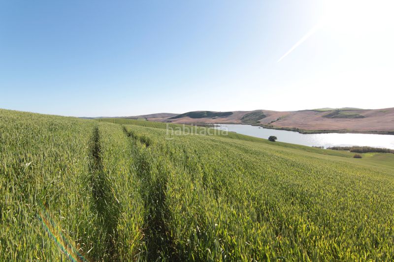 Foto f68a1f92-3b35-493e-aab8-5d9a793ae31a. Finca rústica a Pedanías Sur Utrera