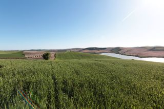 Finca r�stica en Pedan�as Sur. Terreno en venta en utrera