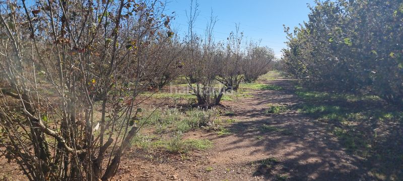Foto 88dc92a2-089c-4f49-899e-7aa746395f24. Finca rústica a n/a a Vilallonga del Camp