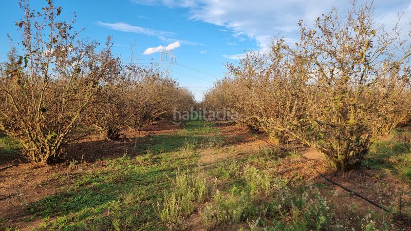 Foto a6c62007-c23d-44ea-817d-15d91ceba33f. Finca rústica a n/a a Vilallonga del Camp