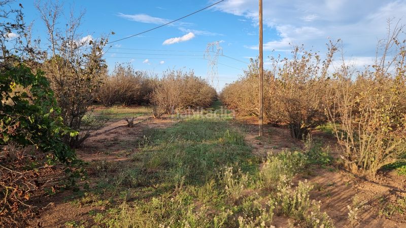 Foto fe186d88-f94f-46dd-9f96-6bc8f26742b8. Finca rústica a n/a a Vilallonga del Camp