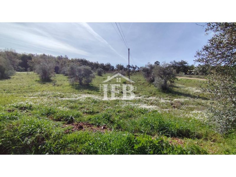 Foto 53e8801d-b90c-4200-9fdd-8a6d53875c1c. Finca rústica a Codosera (La)