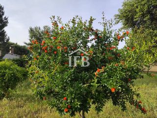 Finca rústica a Valverde de Leganés. Se vende parcela de 1.000 m