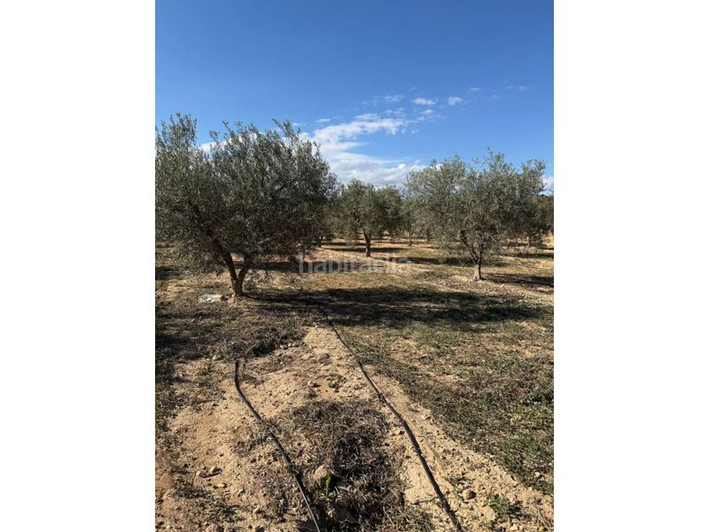 Foto 6962ba55-5d64-479d-9afe-d5a1d6aaac69. Masia a Jubalcoi Elche / Elx