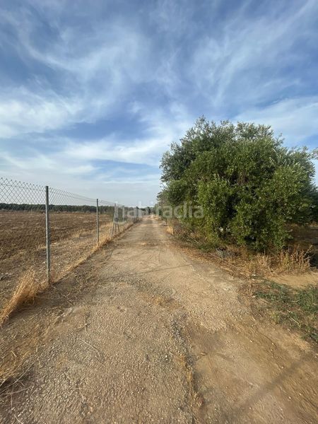 Foto c43a2606-114b-47d2-aefa-e4a37f6717de. Finca rústica a Pedanías Norte Utrera
