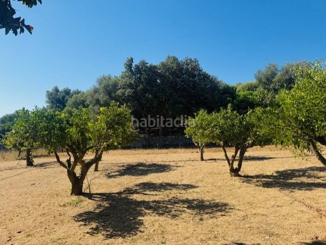 Foto 9132ae8a-4803-4000-a005-c393917fe862. Masia amb aparcament a Manacor centre Manacor