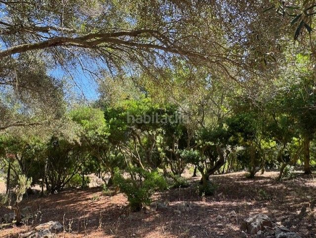 Foto 92e44220-6681-40a2-bb7b-5abd9fa0fe56. Masia amb aparcament a Manacor centre Manacor