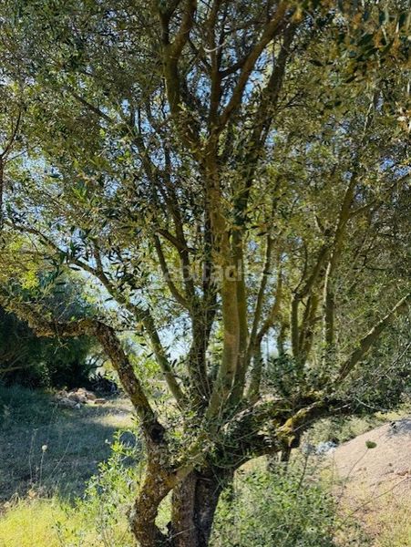 Foto 154f3c57-8203-4da4-965d-dcc8da30438f. Finca rústica a S´Illot-Cala Morlanda Manacor