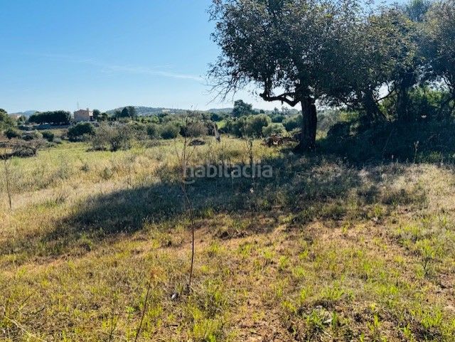 Foto 3d4153a4-6ca5-454d-8439-317c08b86545. Finca rústica a S´Illot-Cala Morlanda Manacor