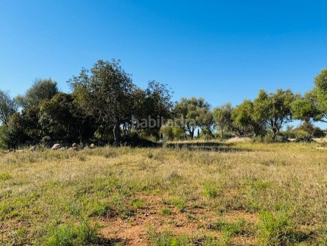 Foto 497bf501-0a58-4330-adba-15335035bfc8. Finca rústica a S´Illot-Cala Morlanda Manacor