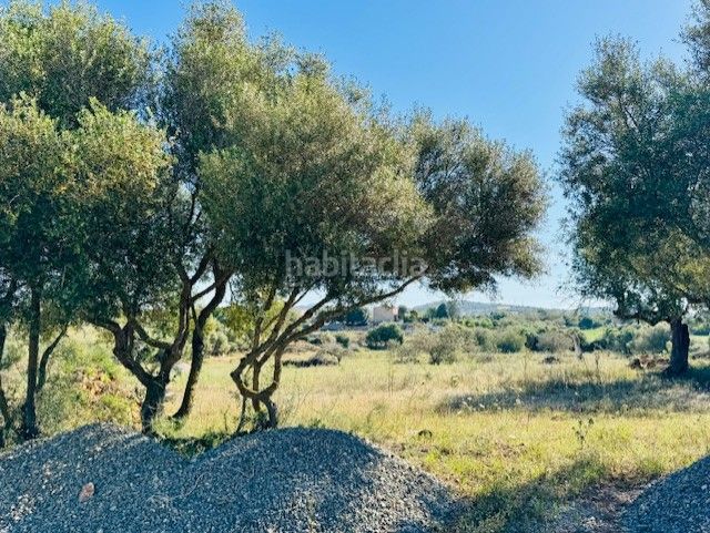 Foto 6da60514-38e4-47a0-9255-eefe33ecb739. Finca rústica a S´Illot-Cala Morlanda Manacor