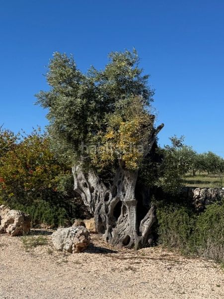 Foto 6f1a5615-40d6-43e9-91e1-f91130d5aa2f. Finca rústica a S´Illot-Cala Morlanda Manacor