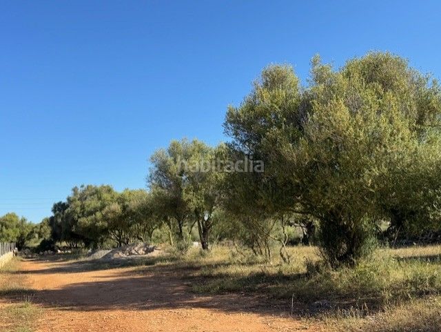 Foto 8a6bb4a5-64c1-481e-a7fc-1e95e08cf513. Finca rústica a S´Illot-Cala Morlanda Manacor