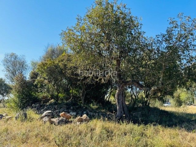Foto 8de24c9e-6bb5-4f47-85d6-deef4ae50693. Finca rústica a S´Illot-Cala Morlanda Manacor