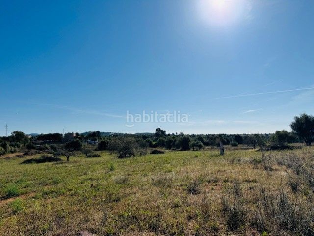 Foto b10dd279-5a68-455b-bb9a-f2d43ca69ea9. Finca rústica a S´Illot-Cala Morlanda Manacor