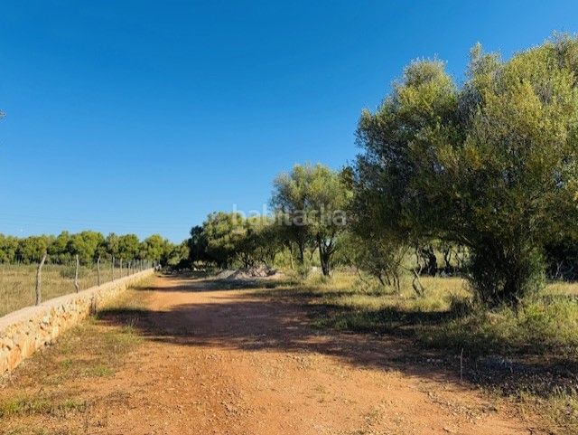 Foto dfc2e58a-1ff3-4bed-bc06-1457ab301d1f. Finca rústica a S´Illot-Cala Morlanda Manacor
