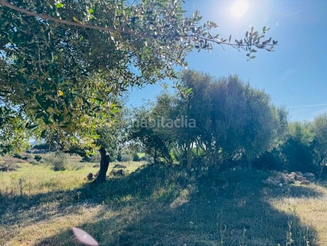 Foto e4f0dcec-6a0b-4147-83d6-f7bd942faf9a. Finca rústica a S´Illot-Cala Morlanda Manacor