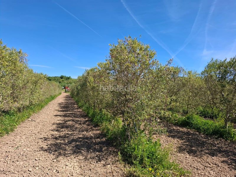 Foto f4385ac2-5f61-4757-b6ad-02bc7bc9842f. Masia a Olite