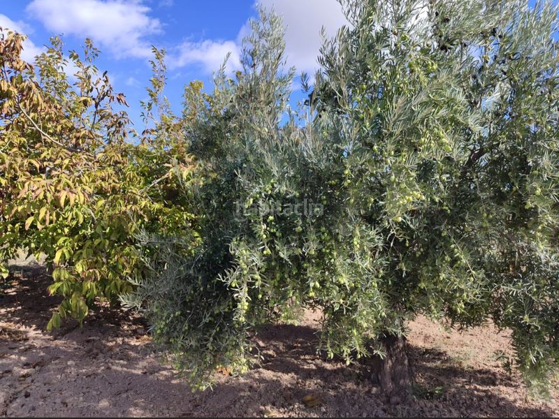Foto 25fafe13-5a0b-4280-a28a-cdd31fb2a4c1. Finca rústica a Bullas